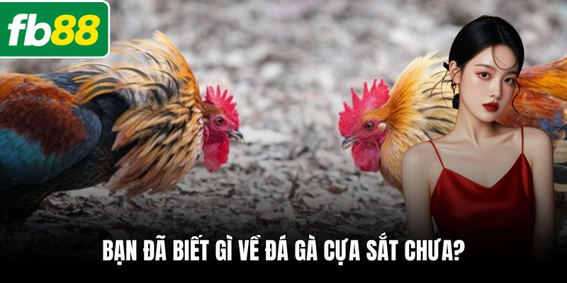 Bạn đã biết gì về đá gà cựa sắt chưa?