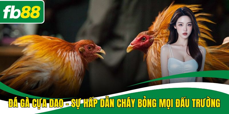 Đá gà cựa dao