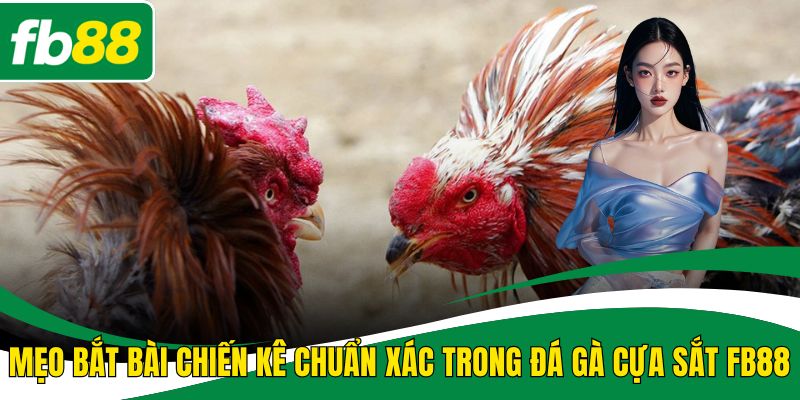 Đá gà cựa sắt