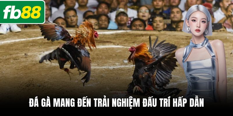 Đá gà mang đến trải nghiệm đấu trí hấp dẫn
