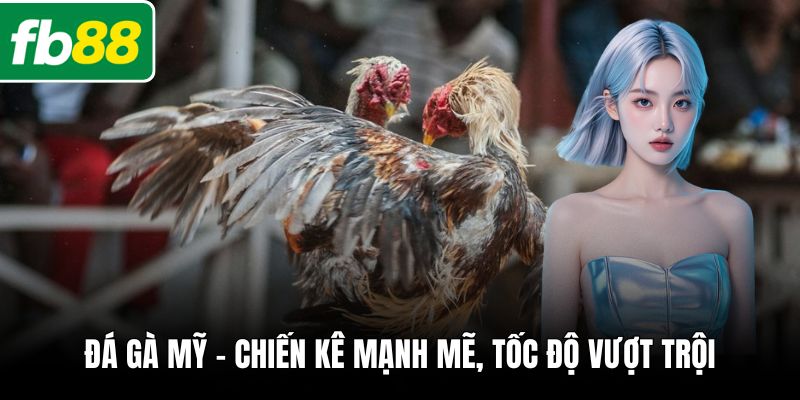 Đá gà mỹ – chiến kê mạnh mẽ, tốc độ vượt trội