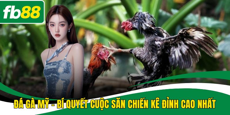 Đá gà Mỹ