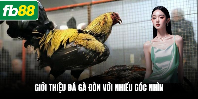Giới thiệu đá gà đòn với nhiều góc nhìn