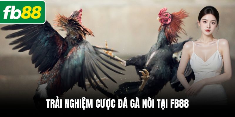 Trải nghiệm cược đá gà nòi tại FB88