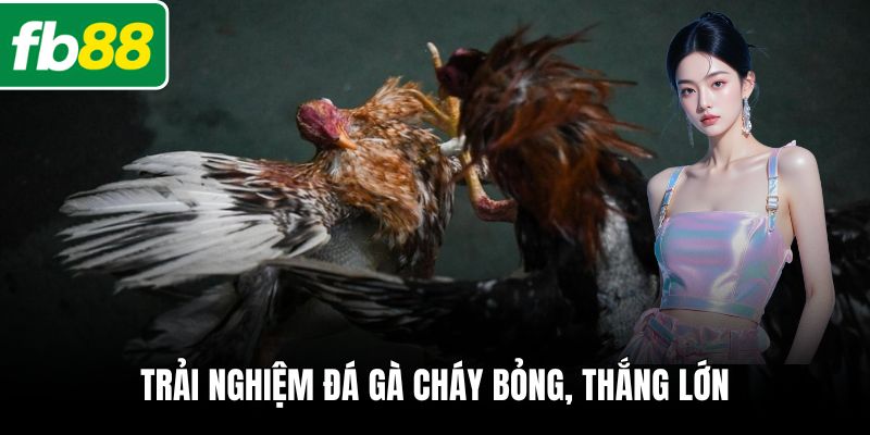 Trải nghiệm đá gà cháy bỏng, thắng lớn