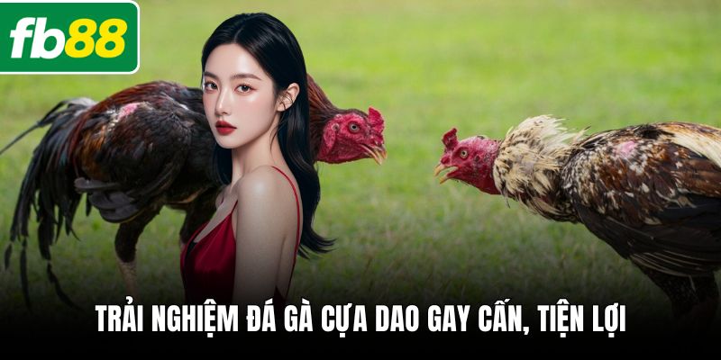 Trải nghiệm đá gà cựa dao gay cấn, tiện lợi 